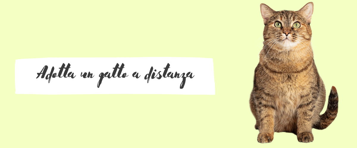 https://baffiecode.net/adozione-a-distanza/