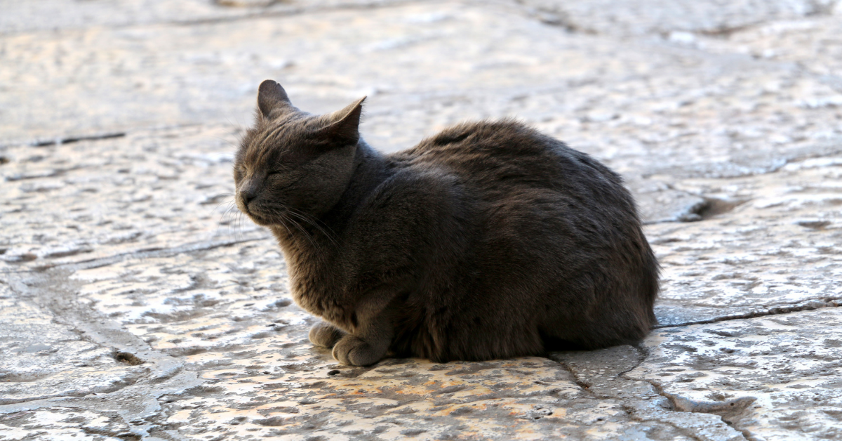 filariosi-cardiopolmonare