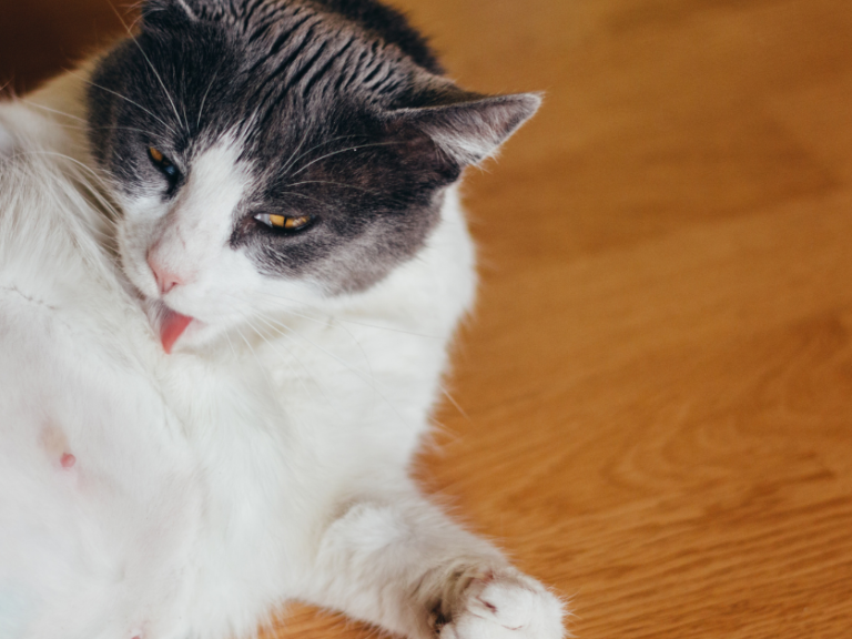 nodulo cutaneo gatto