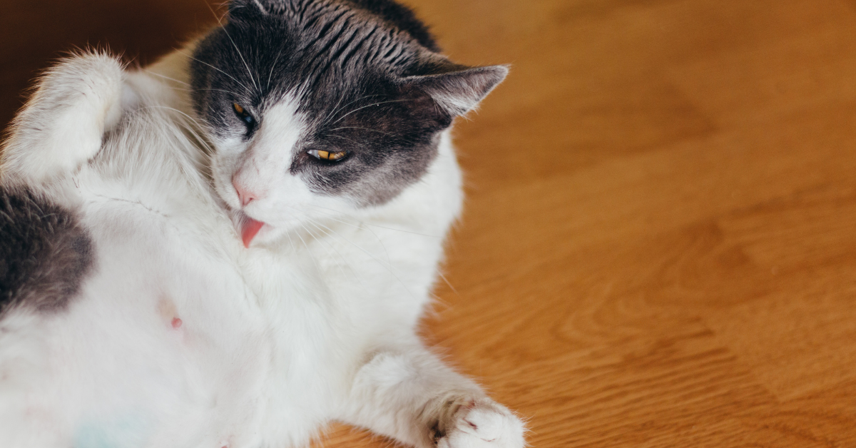 nodulo_gatto nodulo cutaneo gatto