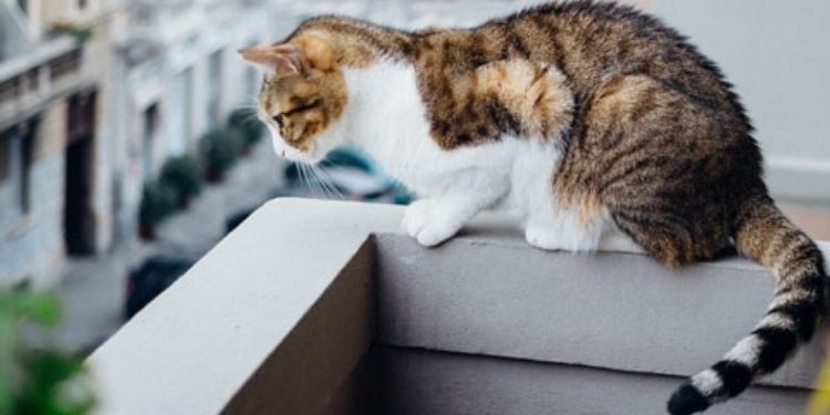 Come mettere in sicurezza il balcone per i gatti – BAFFI E CODE