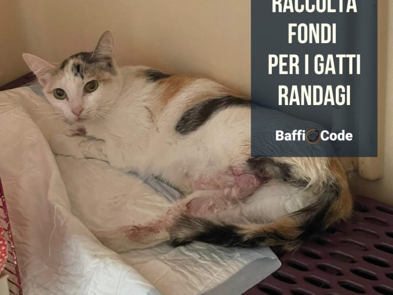 Raccolta fondi per gatti randagi