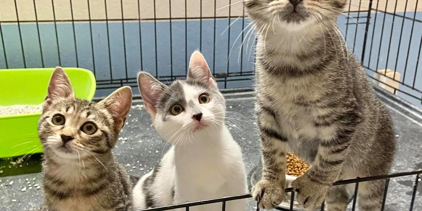 chiara,claudia,carlotta