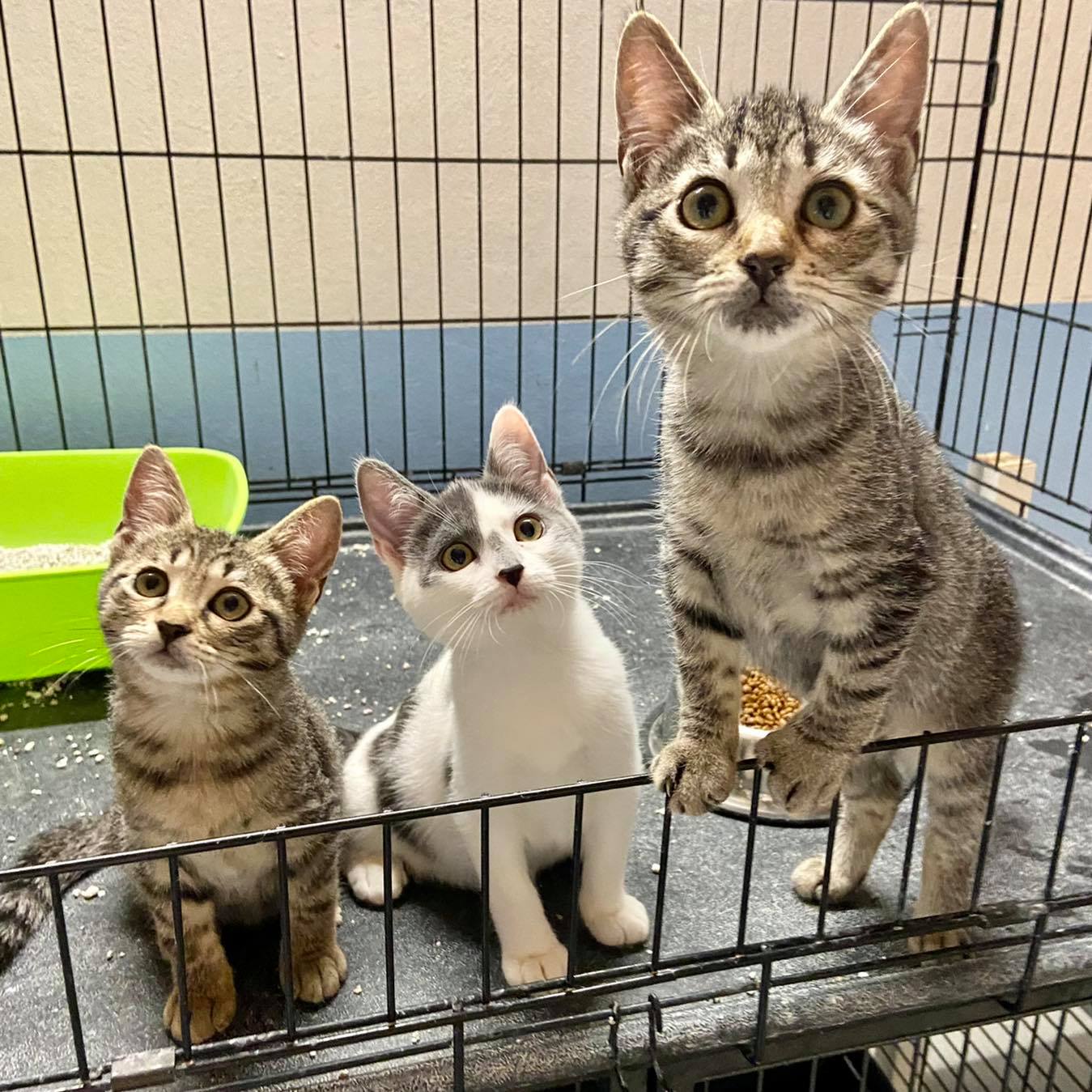 chiara,claudia,carlotta