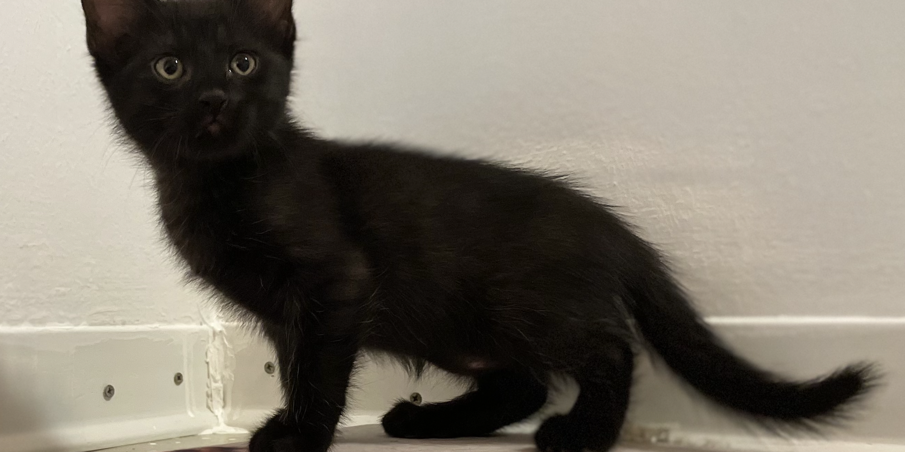 lancillotto lancillotto