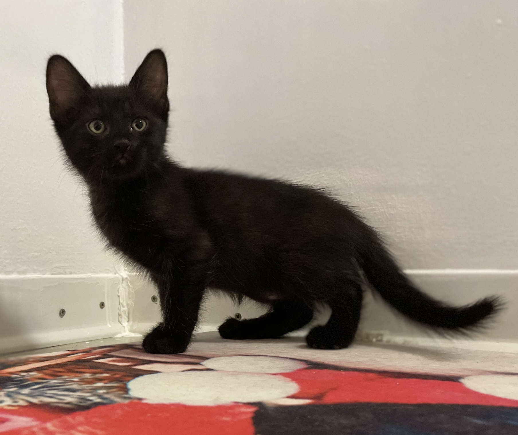 lancillotto lancillotto